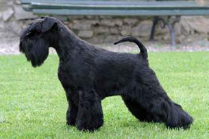 Riesenschnauzer Mascalzone Latino-N DI Monte Gentile
