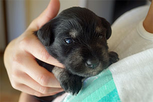 Schnauzer Welpen Siegen